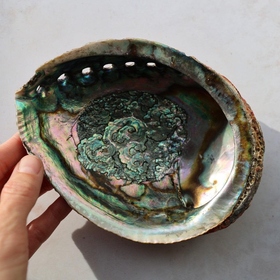 Abalone skal med iriserende nuancer og detaljeret indvendig overflade, holdes i en hånd, set i naturligt lys
