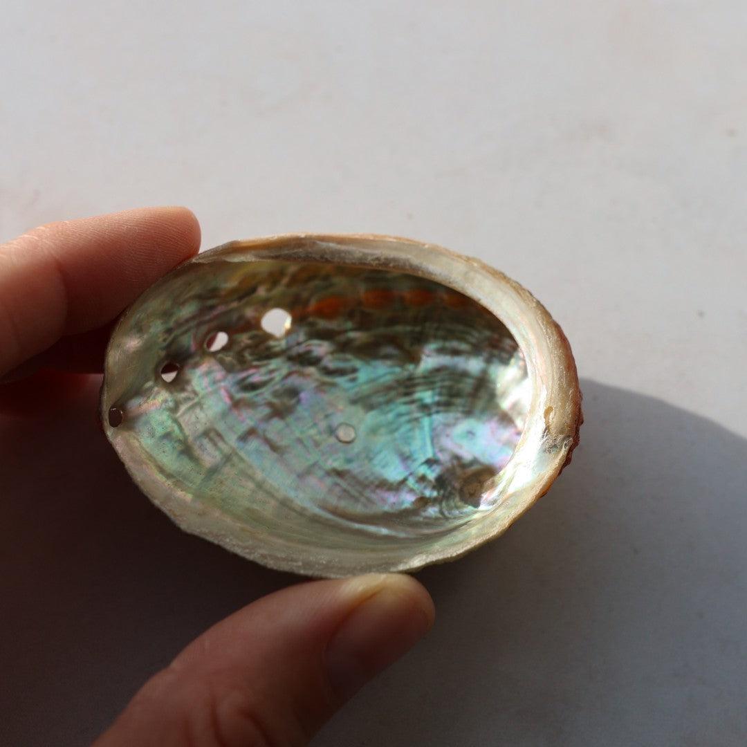 Hånden holder en åben abalone skal med en iriserende inderside som viser farver i nuancer af blå, grøn og lilla