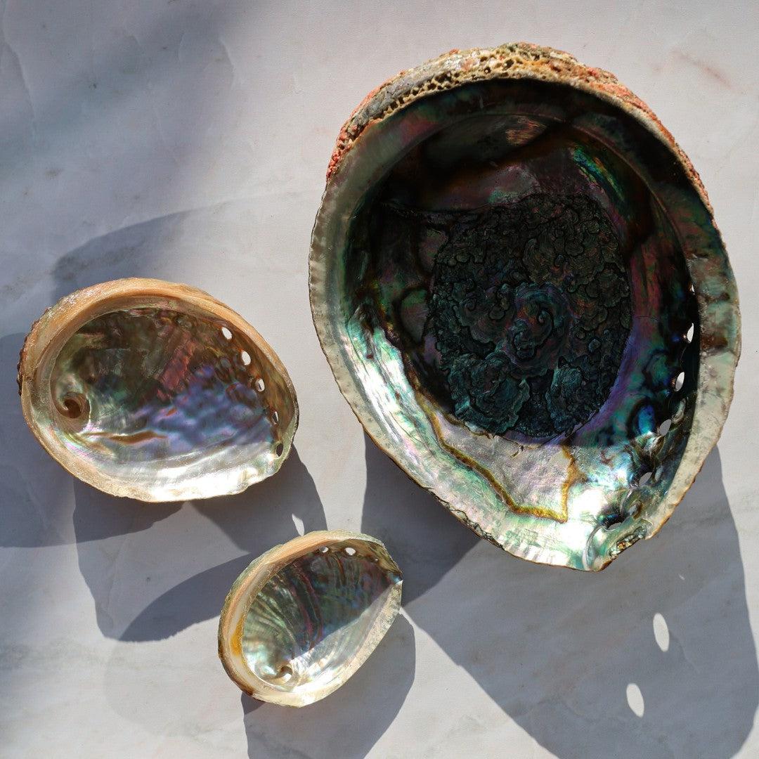 Tre forskellige abalone skaller ligger på en lys overflade skallen til højre er større med en iriserende inderside og en detaljeret overflade de to mindre skaller til venstre har også en glitrende inderside og en smuk spiralform